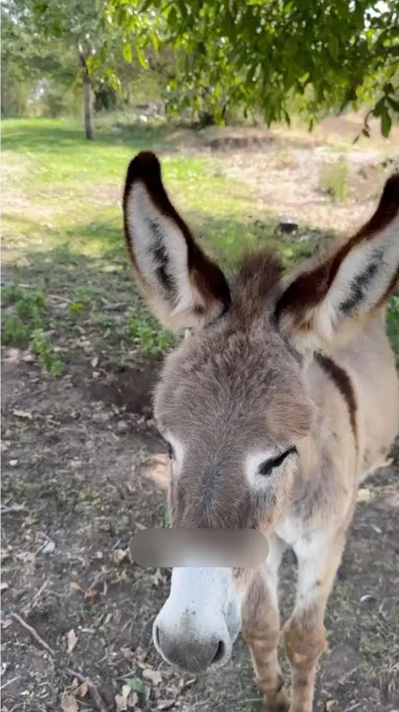 الاغ نر|حیوانات مزرعه|بجنورد, |دیوار