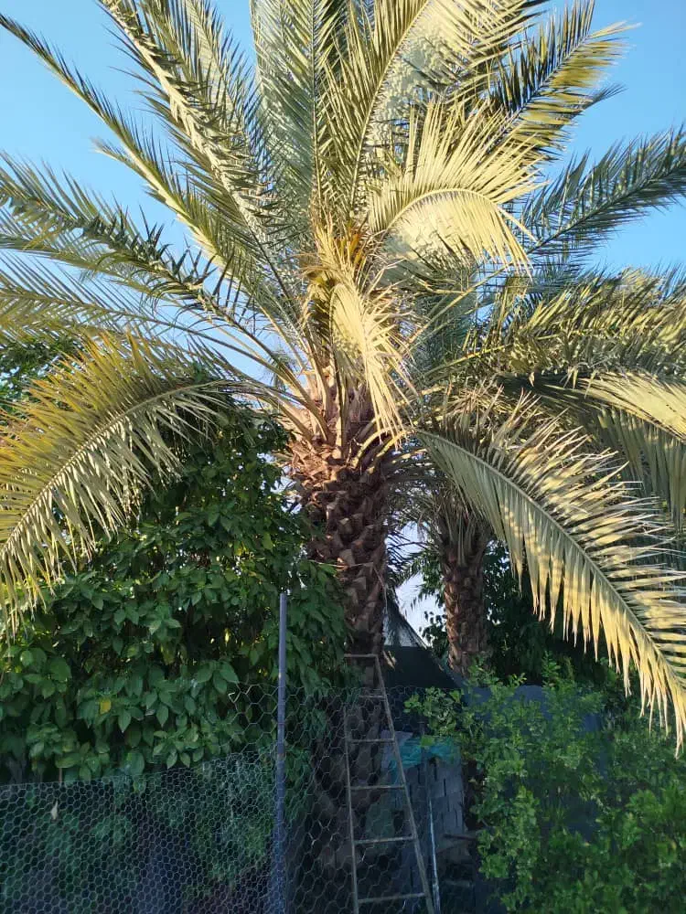 بریدن نخل با اره بنزینی|خدمات باغبانی و درختکاری|جم, |دیوار