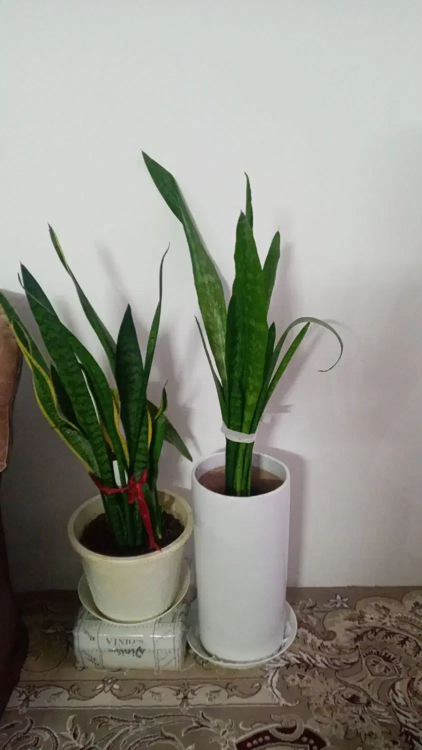 گلای شاداب وارزان|گل و گیاه طبیعی|مشهد, مصلی (کارمندان اول)|دیوار