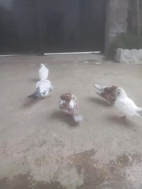 کبوتر پاپر|پرنده|اسالم, |دیوار