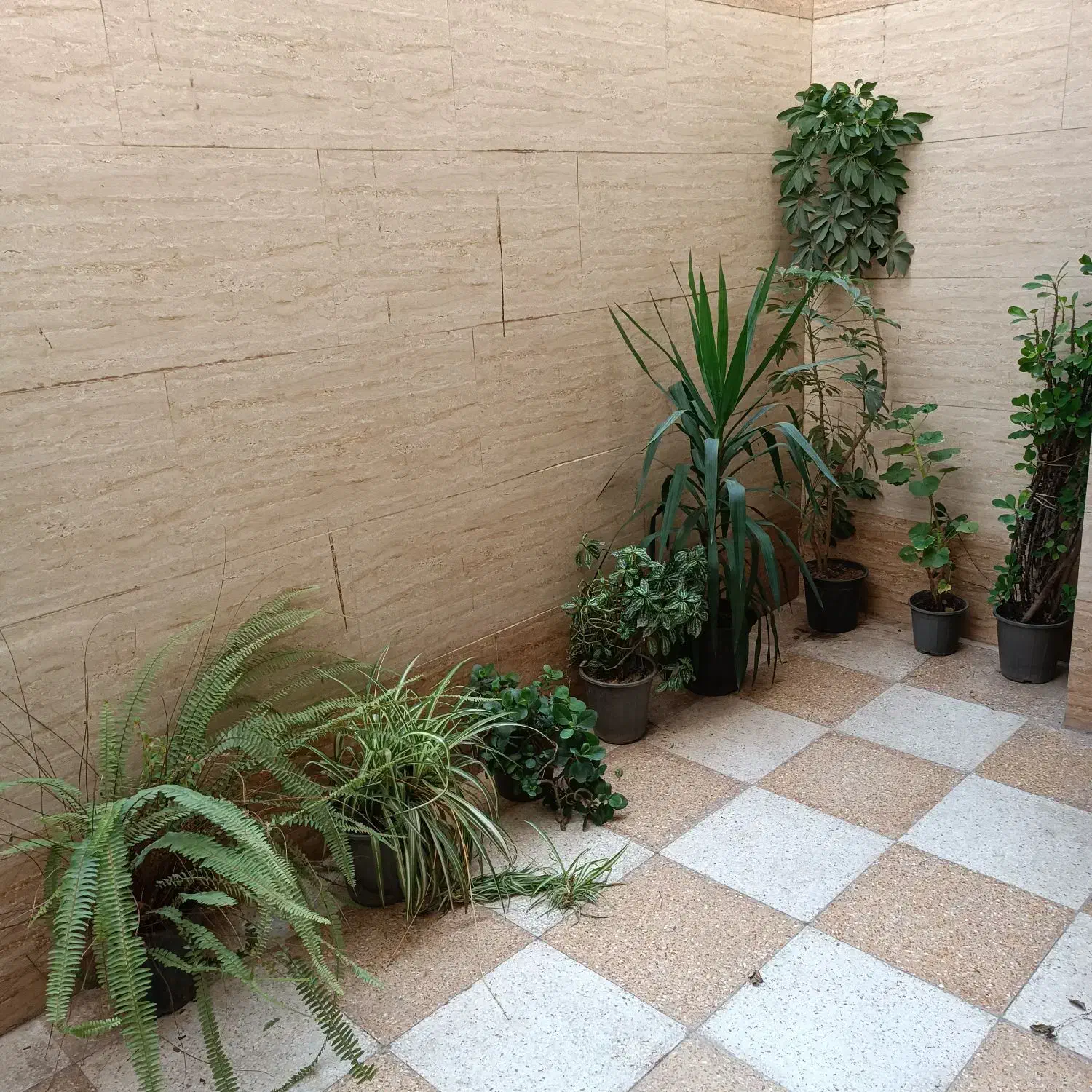 گل طبیعی|گل و گیاه طبیعی|رشت, حمیدیان|دیوار