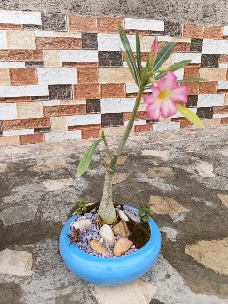گل بنسای|گل و گیاه طبیعی|شیراز, شهرک مهدی‌آباد|دیوار