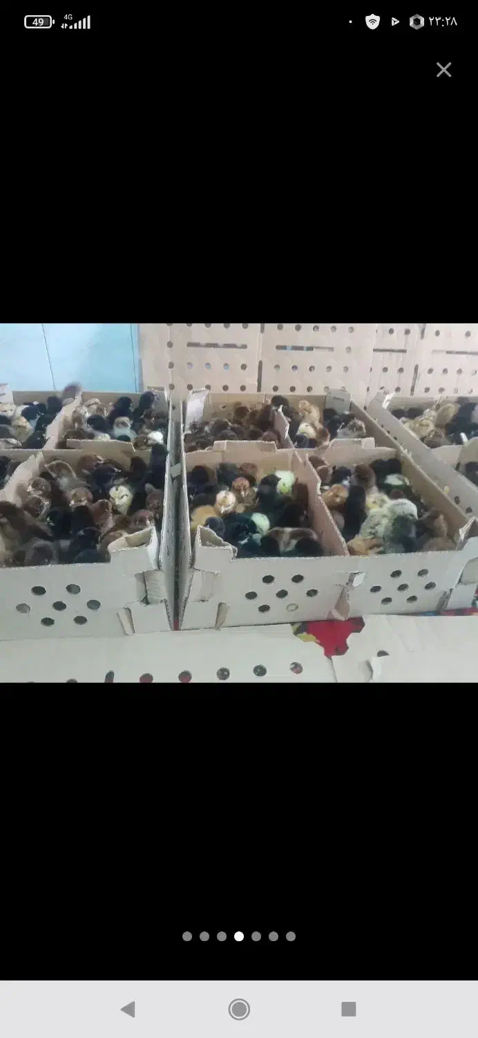 جوجه فروشی به قیمت عمده|حیوانات مزرعه|فین, |دیوار