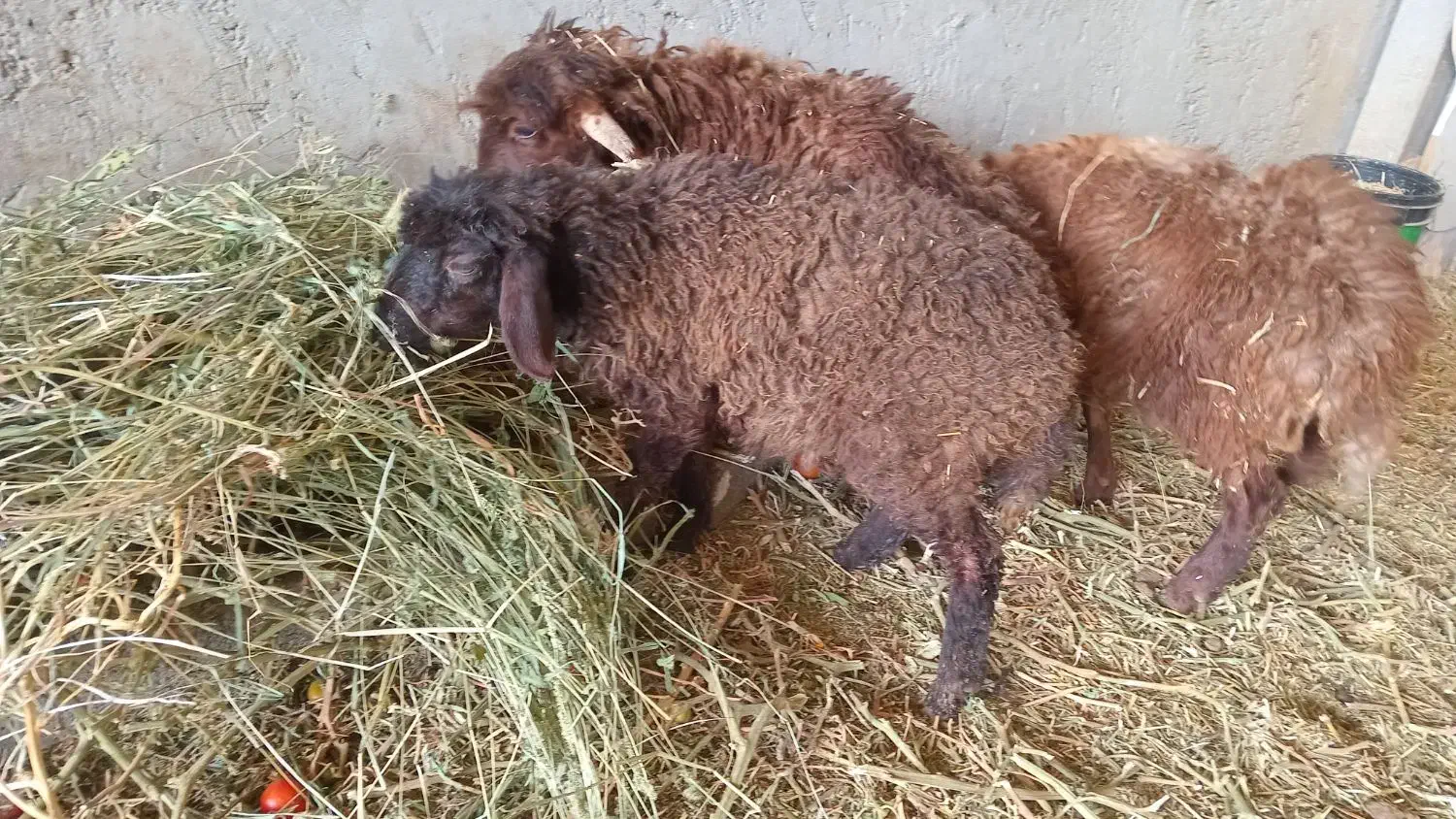 بره میش بز بزغاله|حیوانات مزرعه|اصفهان, دهنو|دیوار