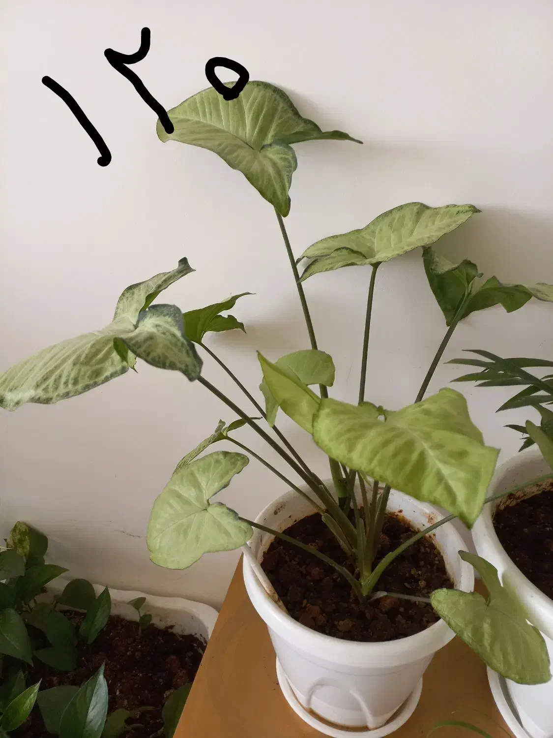 کیف نیه گل|کیف، کفش، کمربند|سنندج, |دیوار