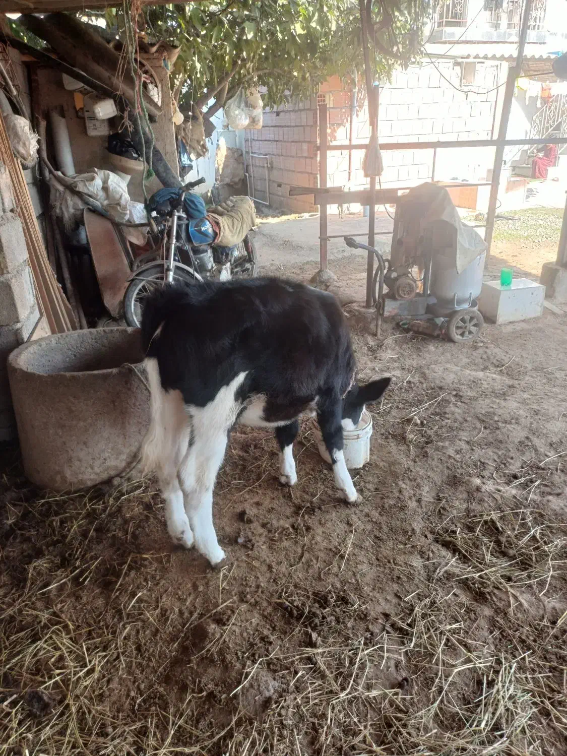 فروش گوساله|حیوانات مزرعه|سنگدوین, |دیوار