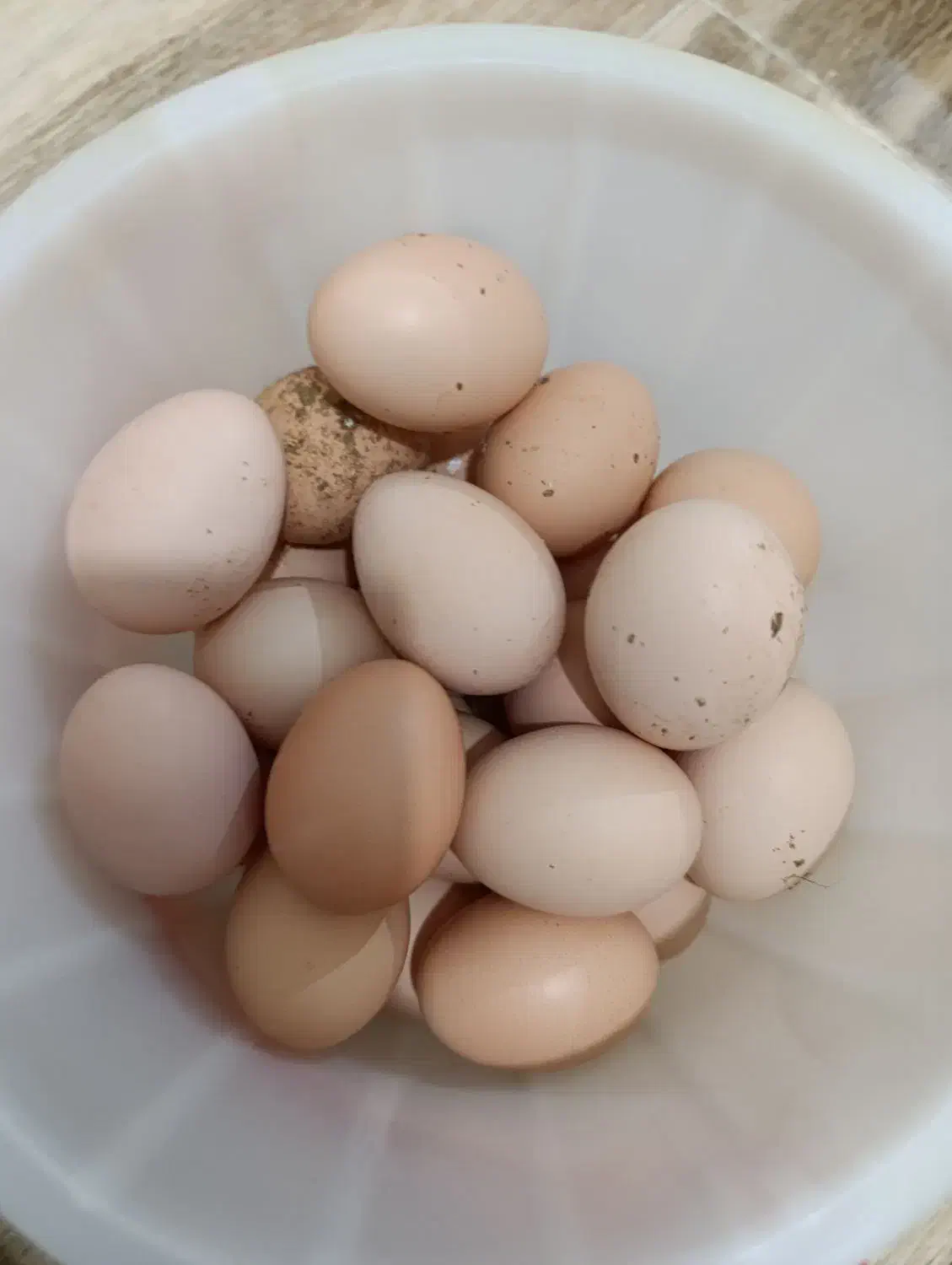 تخم مرغ مخلی|خوردنی و آشامیدنی|شاهین دژ, |دیوار