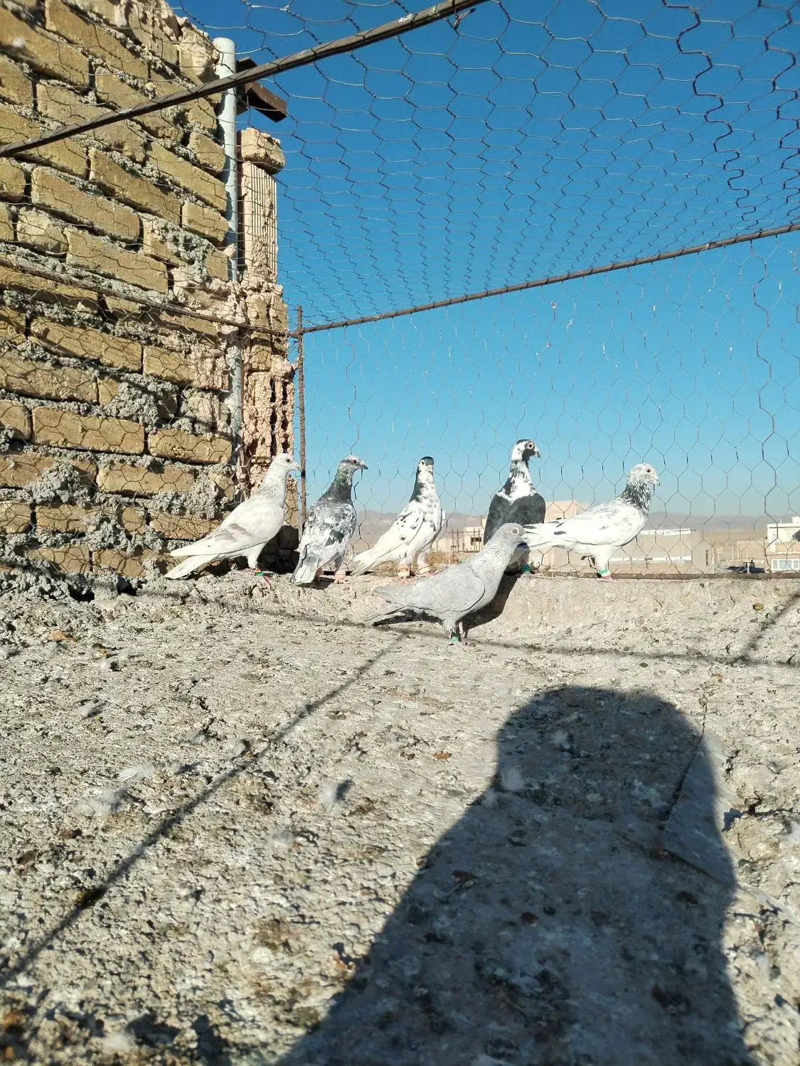 کفتر خوشگل ضربه|پرنده|سبزوار, ایزی شهر|دیوار