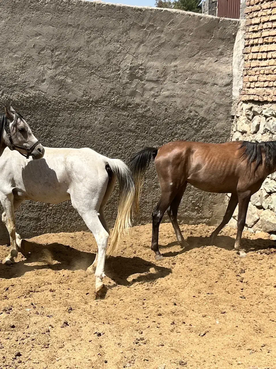 اسب نژاد ترک وعرب به بالاترین قیمت|اسب و تجهیزات اسب‌سواری|رودهن, |دیوار