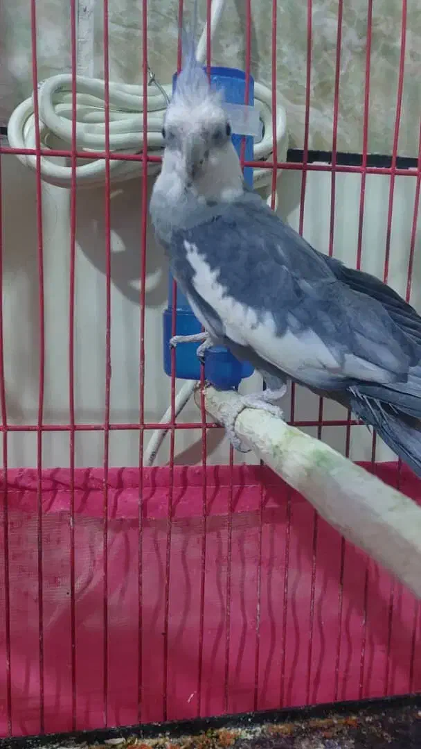 عروس هلندی|پرنده|ایرانشهر, |دیوار