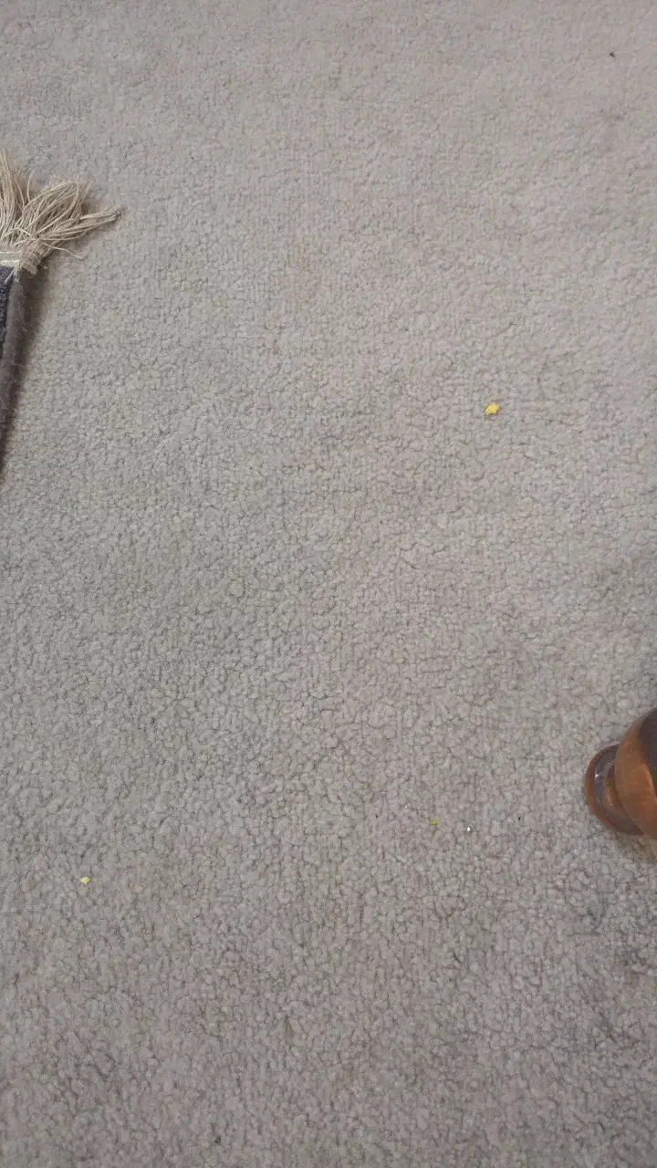 ۶۰متر پالاز موکت|موکت|مشهد, عنصری|دیوار