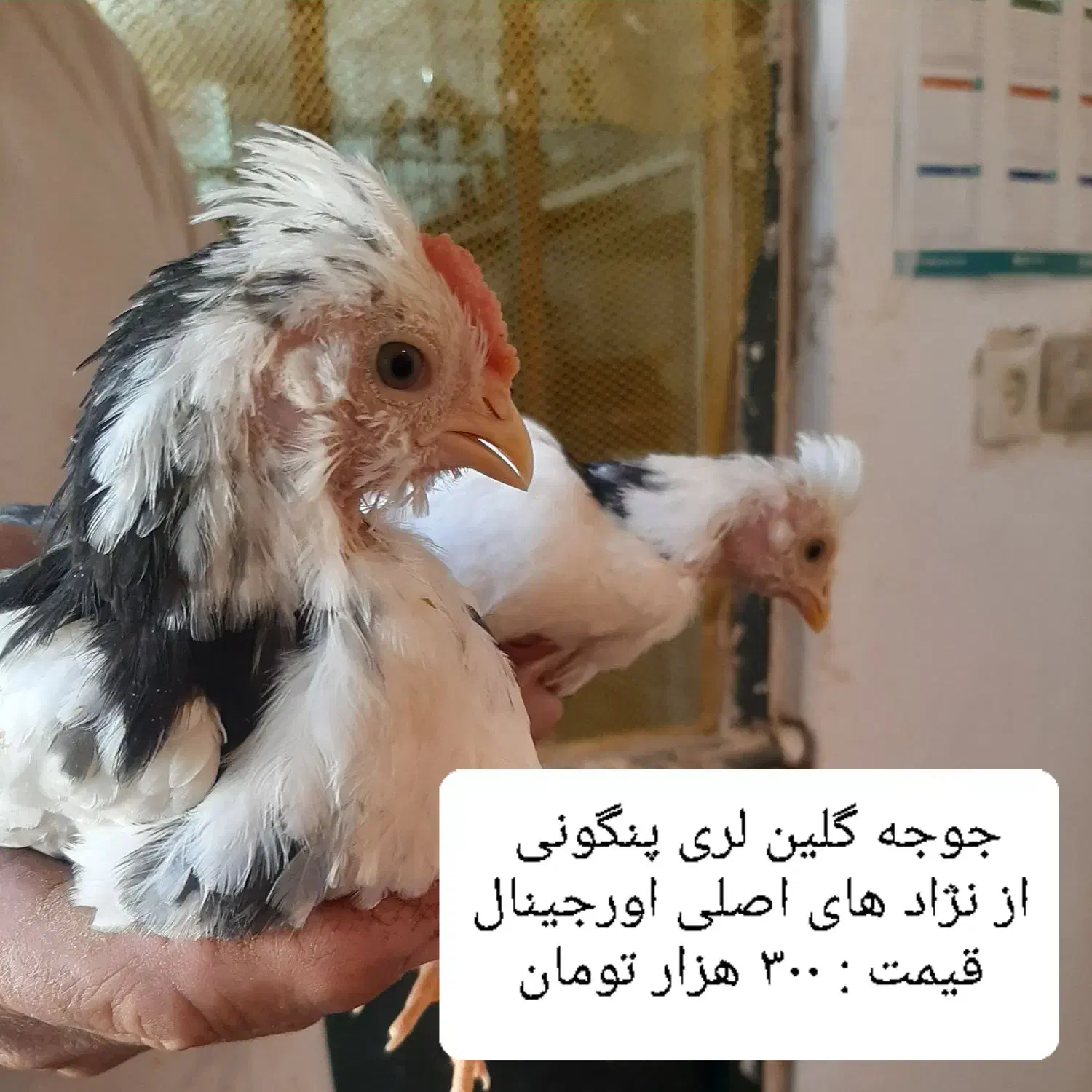 مرغ و جوجه گلین لری از نژاد اصلی اورجینال|حیوانات مزرعه|قم, نوبهار|دیوار