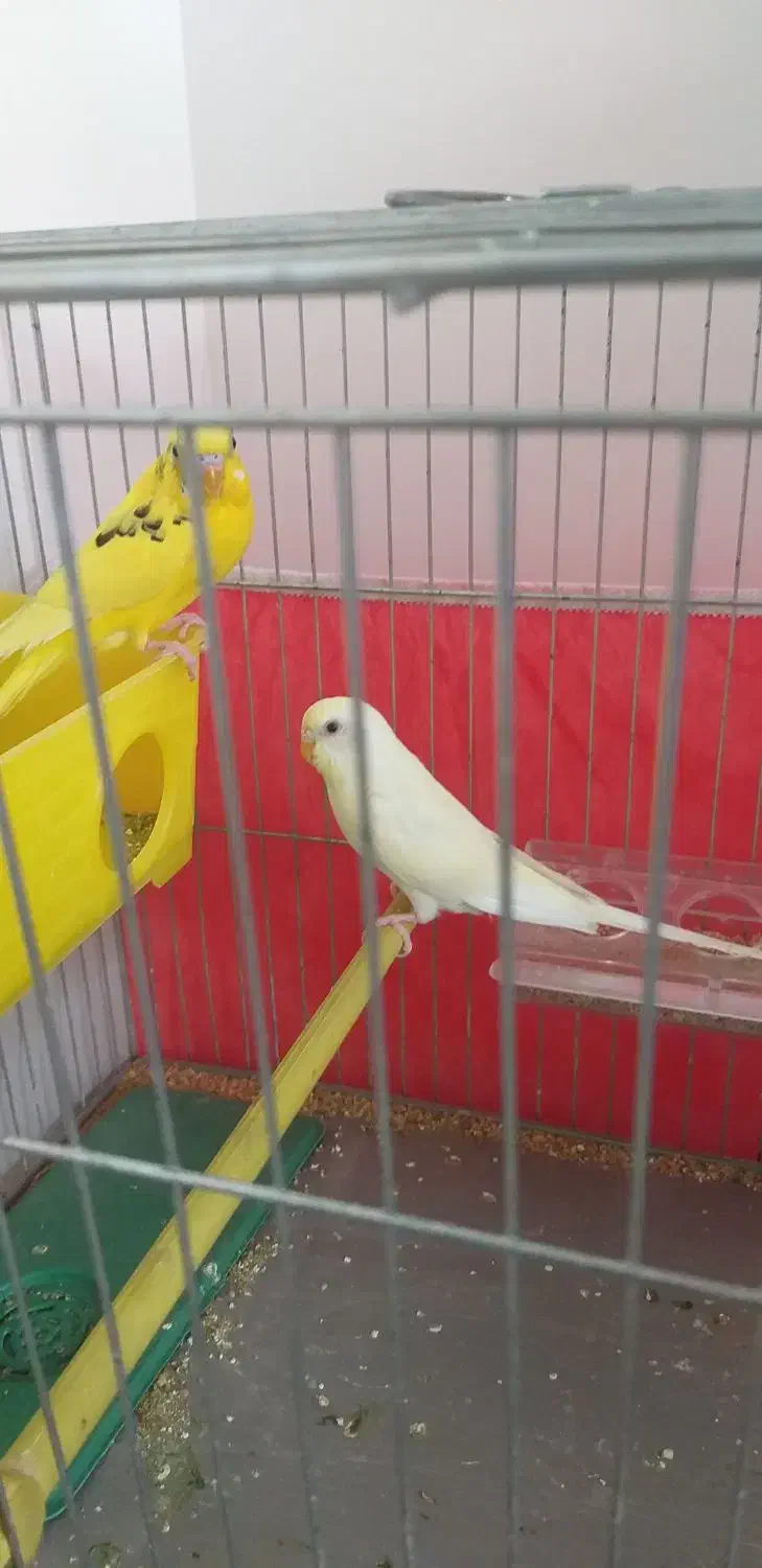 مرغ عشق مولد|پرنده|سراب, |دیوار