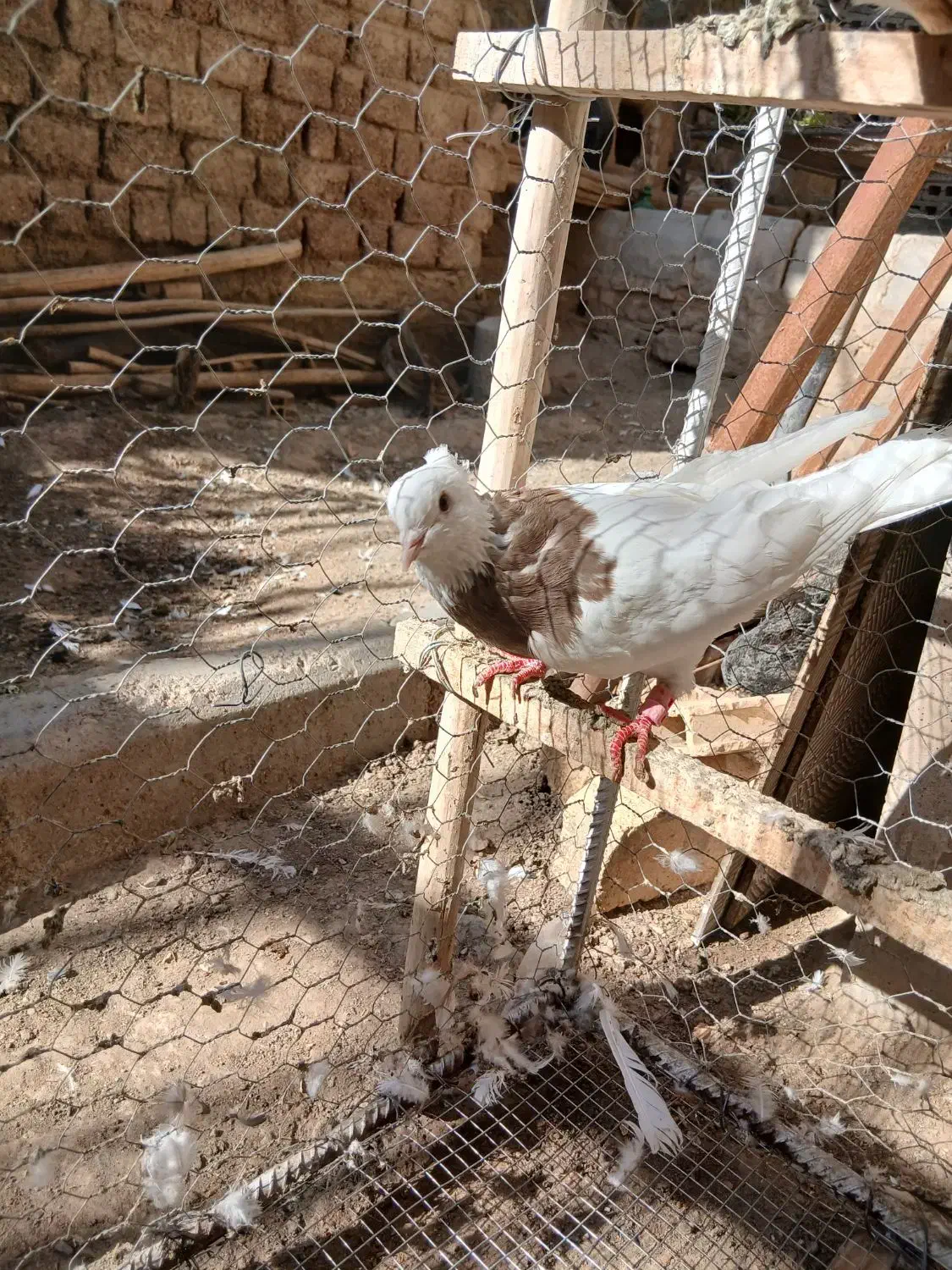 کبوتر طوقی|پرنده|باغ بهادران, |دیوار