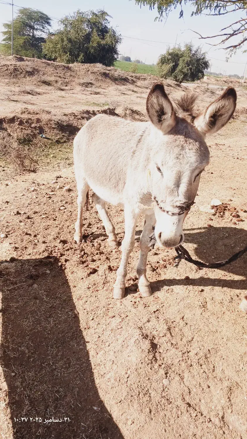 الاغ و|حیوانات مزرعه|شوشتر, |دیوار