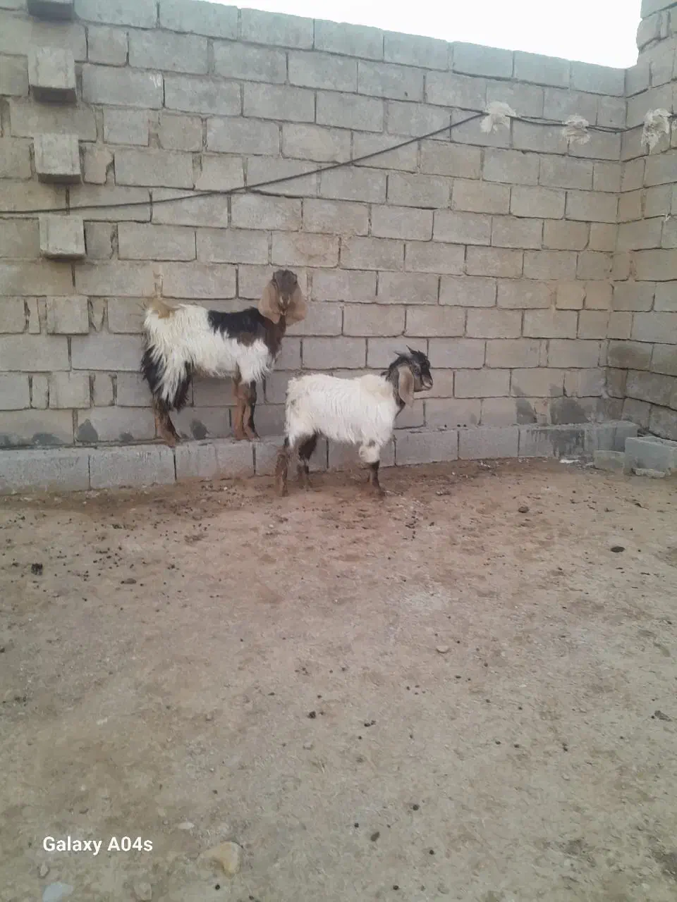 بز زایده|حیوانات مزرعه|اهواز, غیزانیه|دیوار