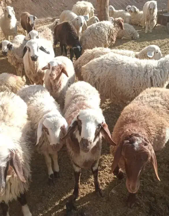 ۳۰ راس بره نر وماده|حیوانات مزرعه|دهج, |دیوار