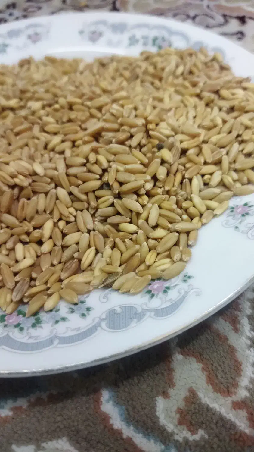 گندم خرمنکوب|خوردنی و آشامیدنی|قره پشتلو, |دیوار