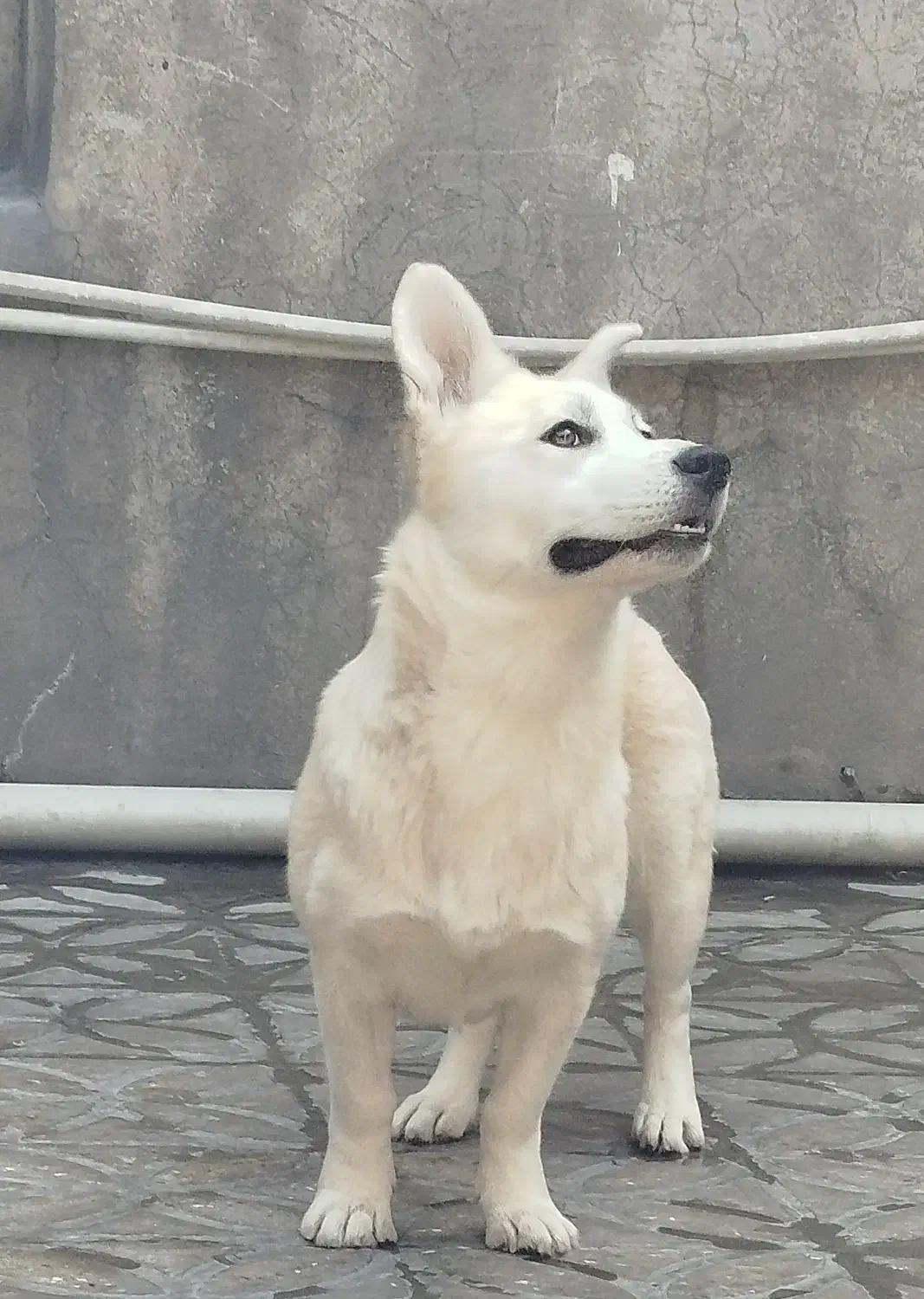 هاسکی پاکوتاه|سگ|دورود, |دیوار