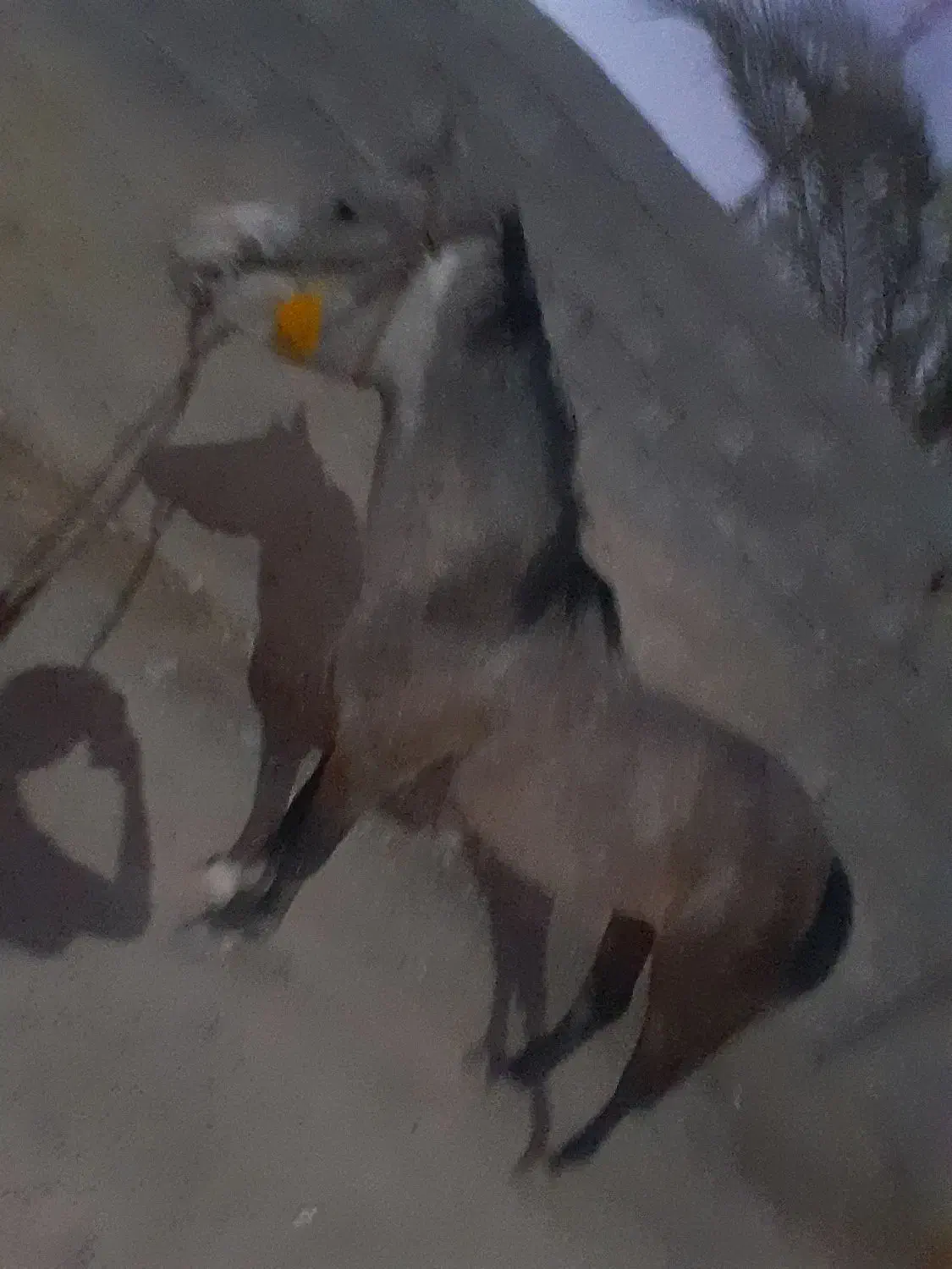 اسب کرد|اسب و تجهیزات اسب‌سواری|کازرون, |دیوار