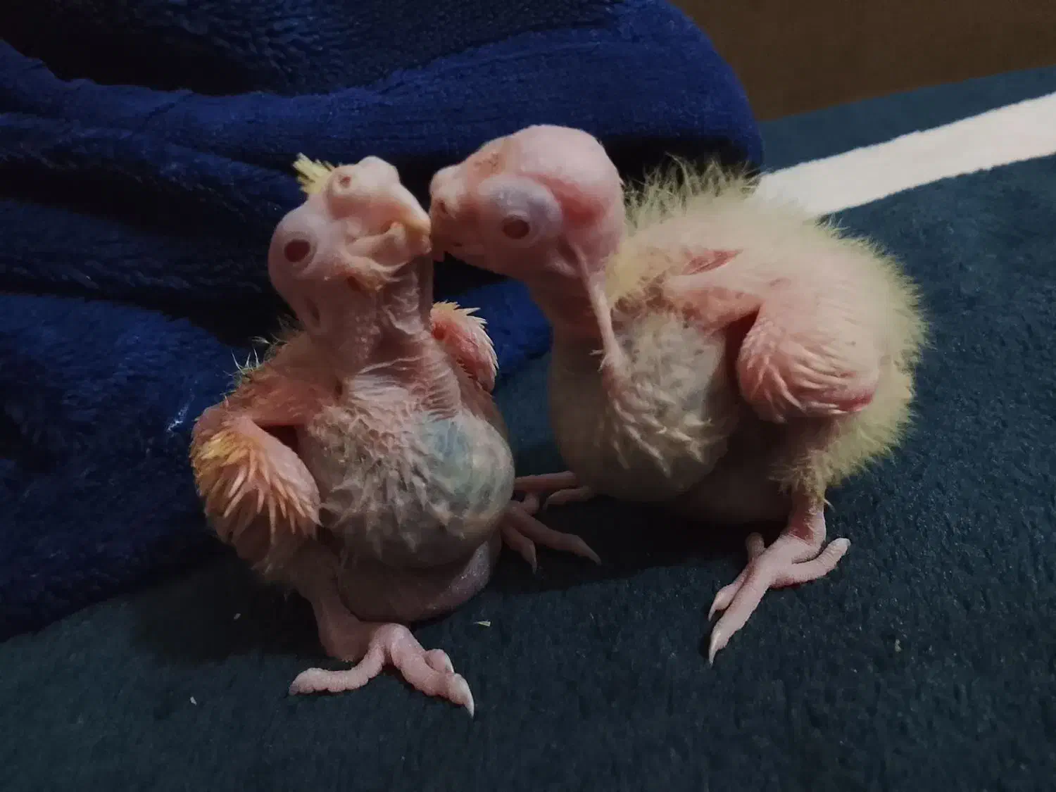 جوجه عروس ۱۳روزه لوتینو و ابلغ|پرنده|میناب, |دیوار