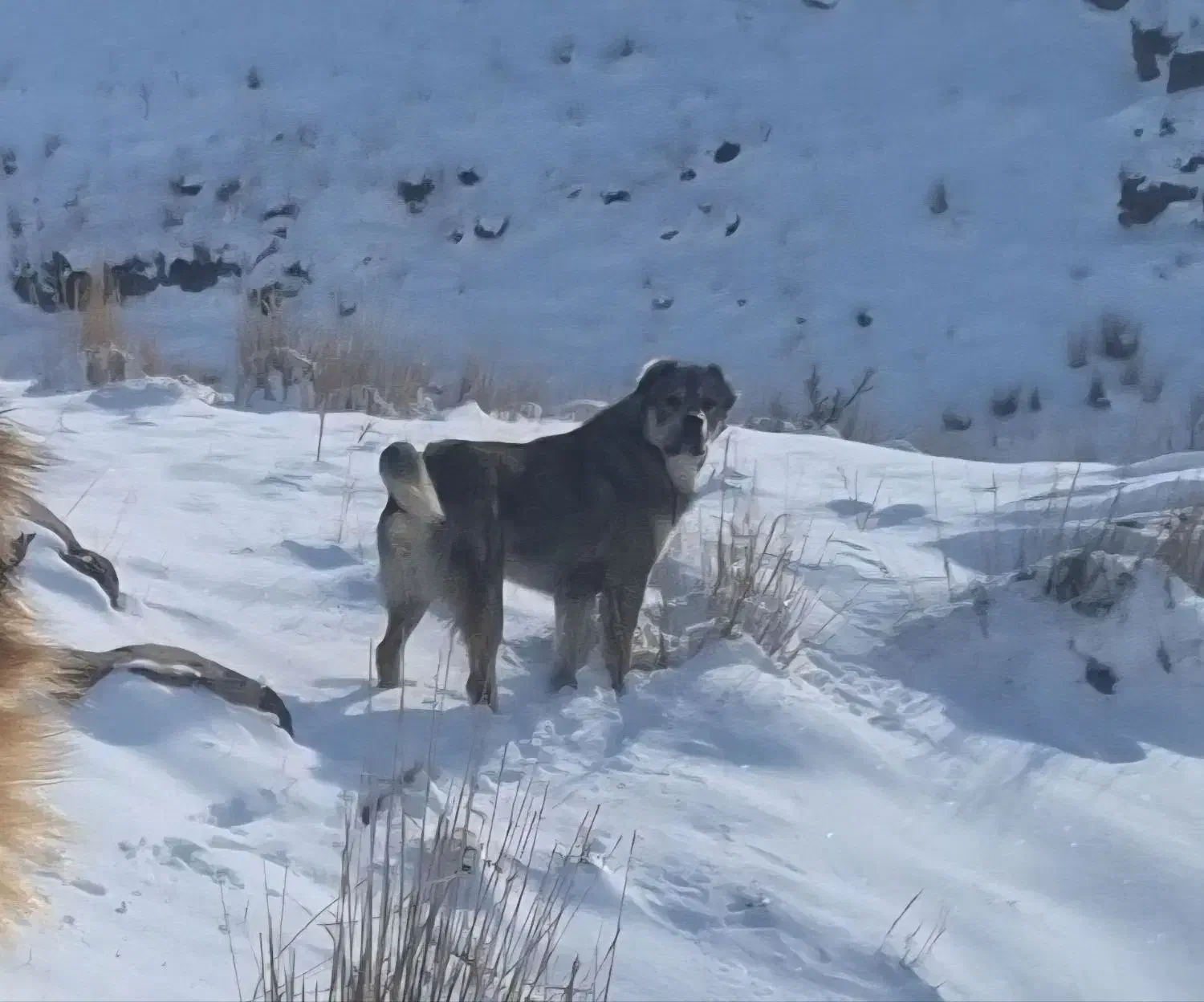 سگ خوشتیپ|سگ|فاروج, |دیوار