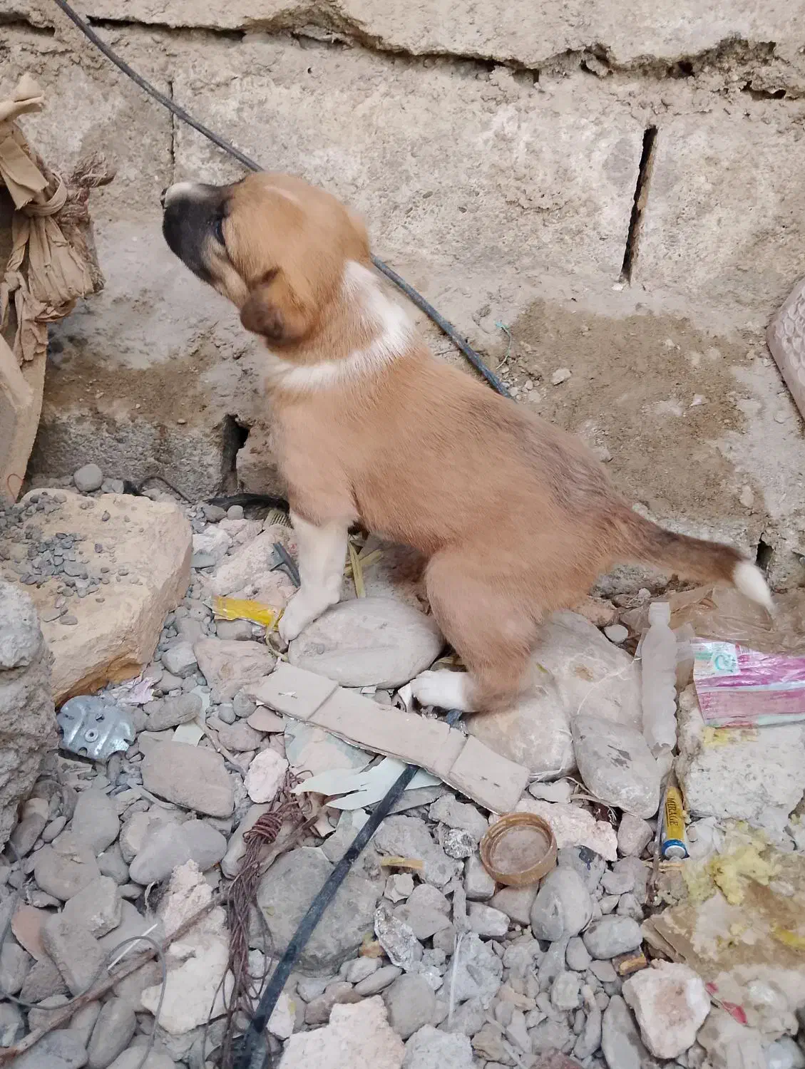 سگ نر|سگ|ایرانشهر, |دیوار