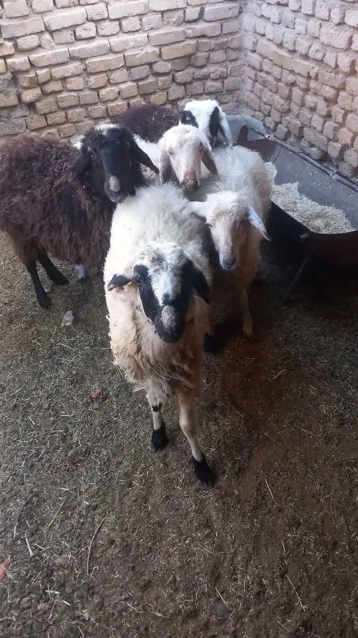 بره،تغل|حیوانات مزرعه|اردکان, |دیوار