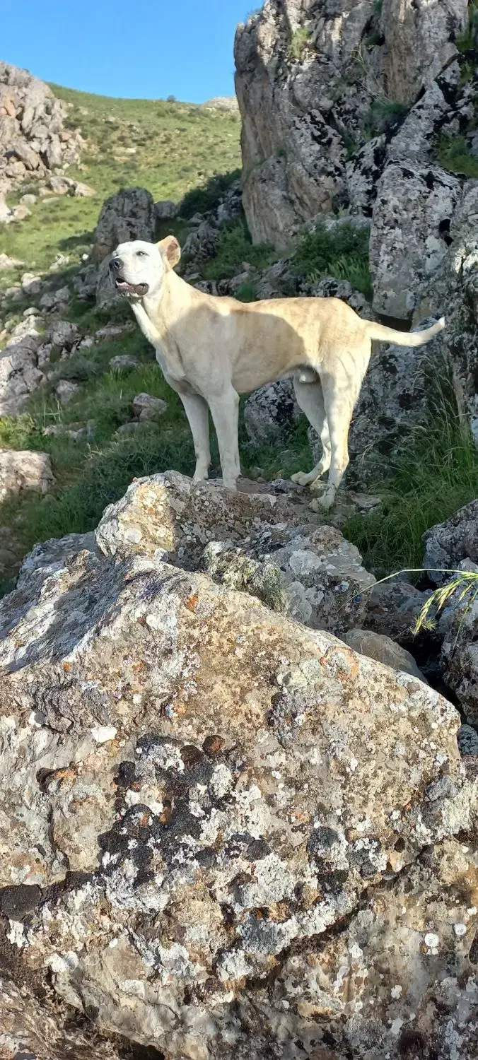 سگ.|سگ|سنقر, |دیوار