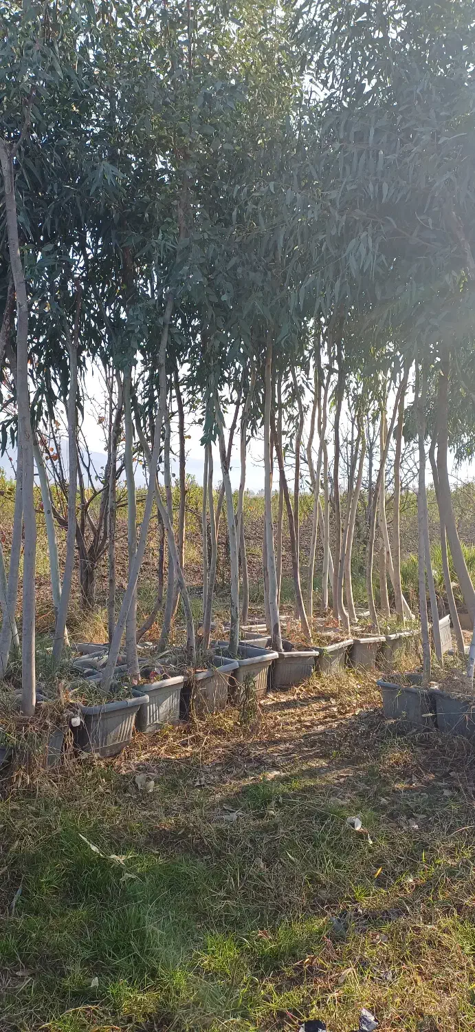 نهال اکالیپتوس سایز درشت|خدمات باغبانی و درختکاری|رامیان, |دیوار