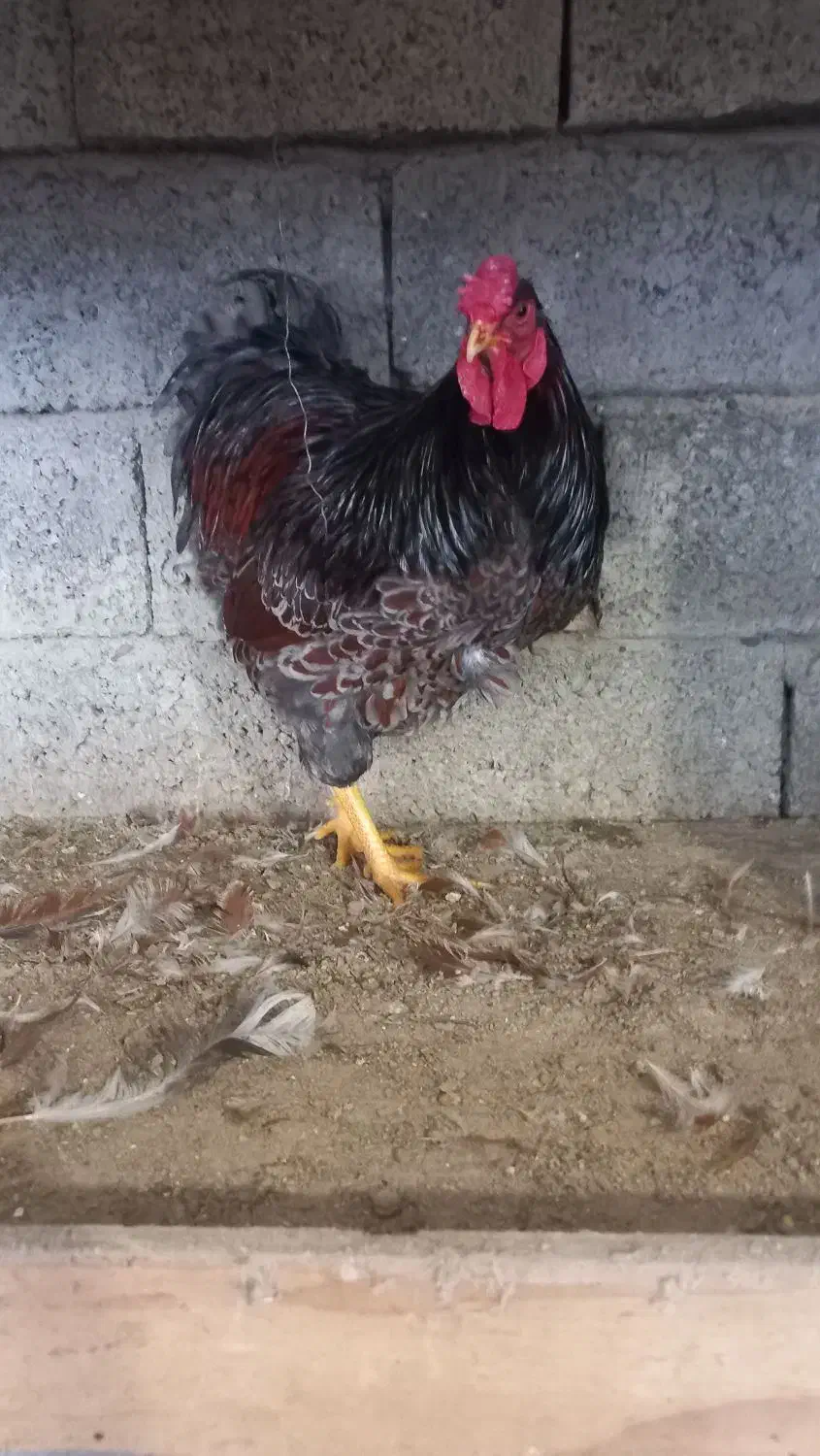 ویاندت بلو رد و اورنج|حیوانات مزرعه|بابل, |دیوار