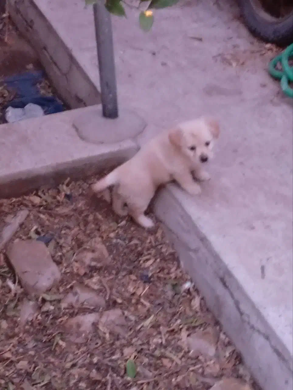 واگذاری سگ اشپیتز|سگ|یزد, |دیوار