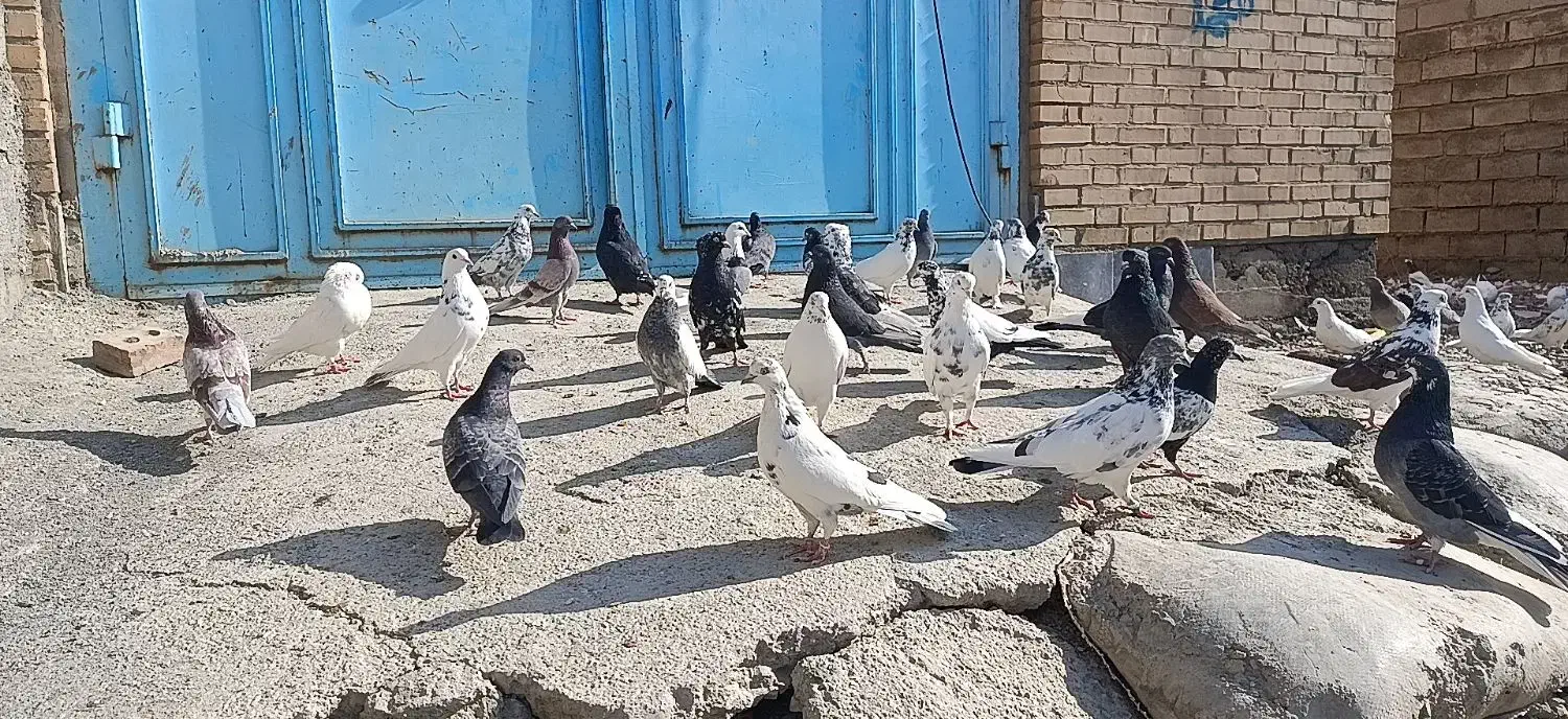 سردشت|پرنده|سردشت, |دیوار