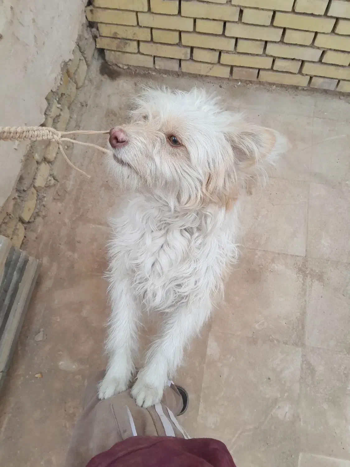 سگ شیتزن|سگ|یزد, |دیوار