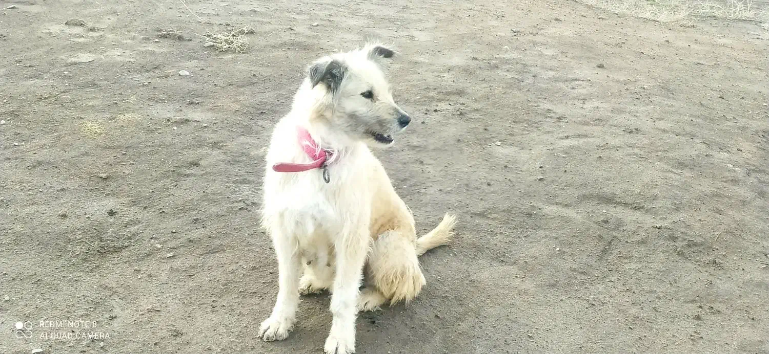 سگ زرنگ|سگ|کرمانشاه, |دیوار