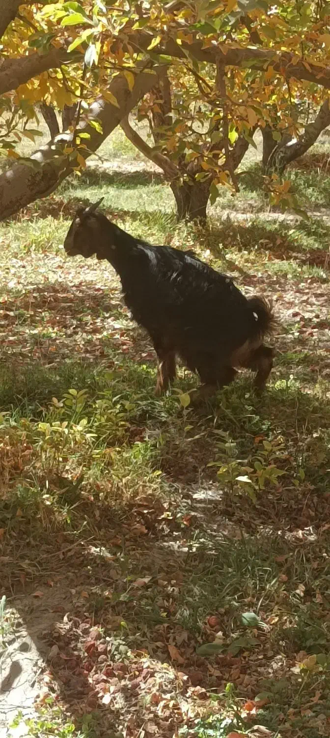 بزغاله|حیوانات مزرعه|پادنا علیا, |دیوار