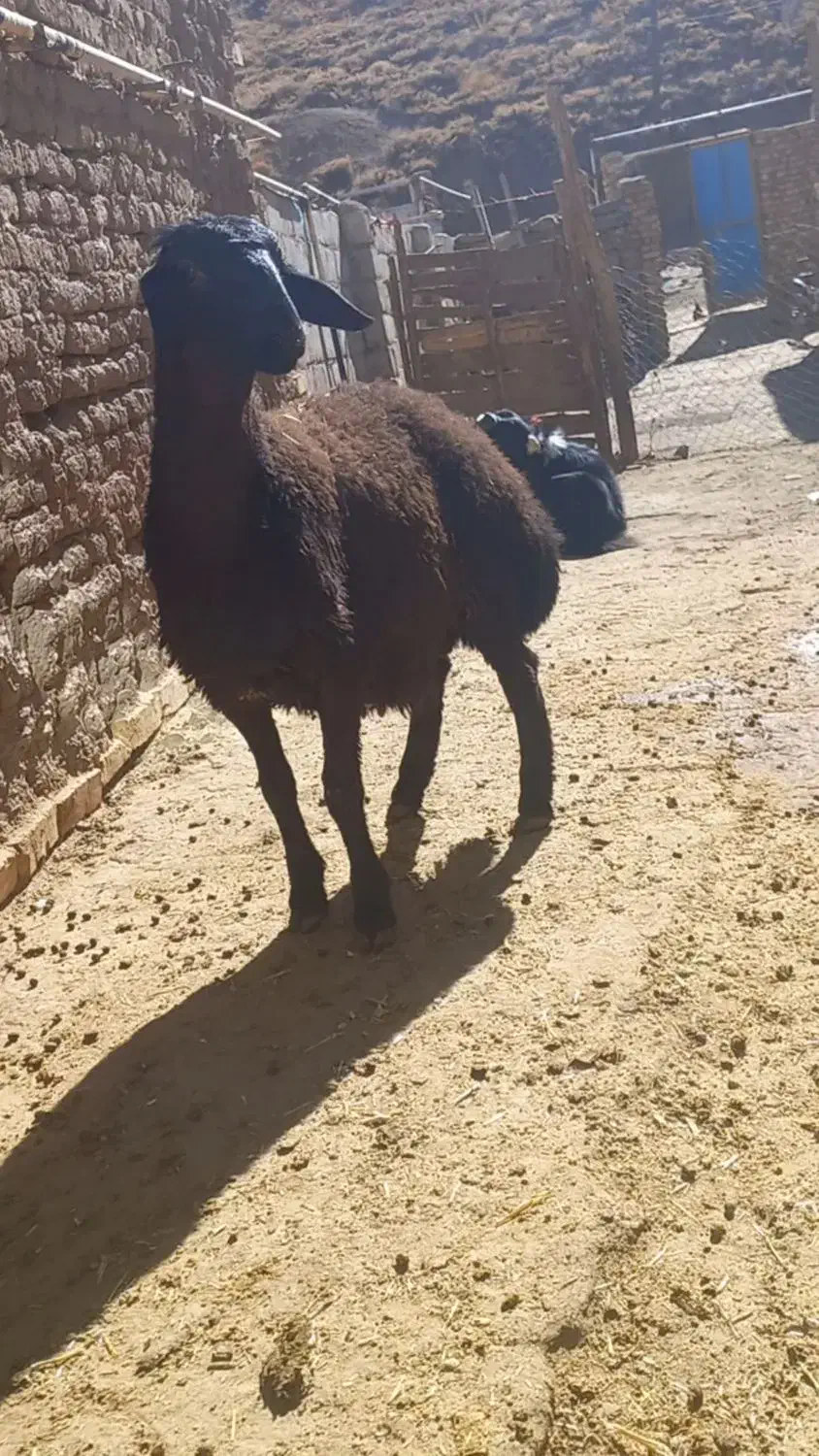 یک راس بره قوچ و سه راس بز وبزغاله فروشی|حیوانات مزرعه|فریدونشهر, |دیوار