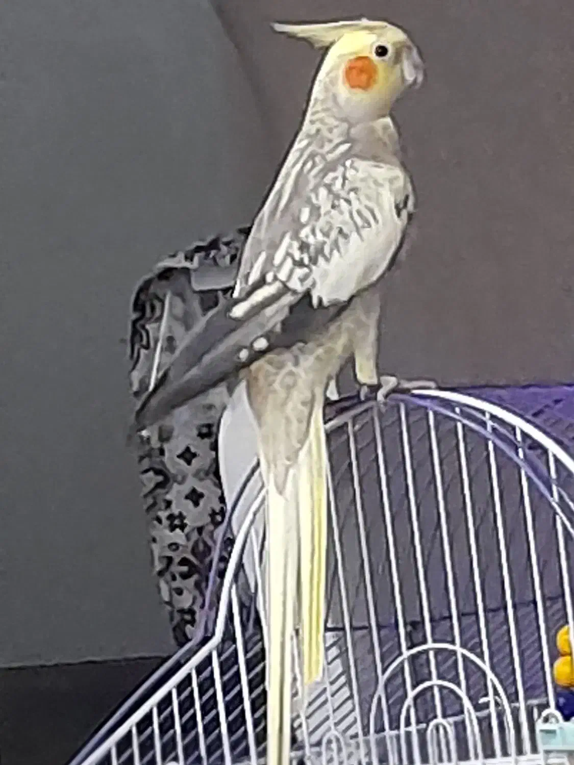 عروس هلندی یک سال نیم|پرنده|فومن, |دیوار