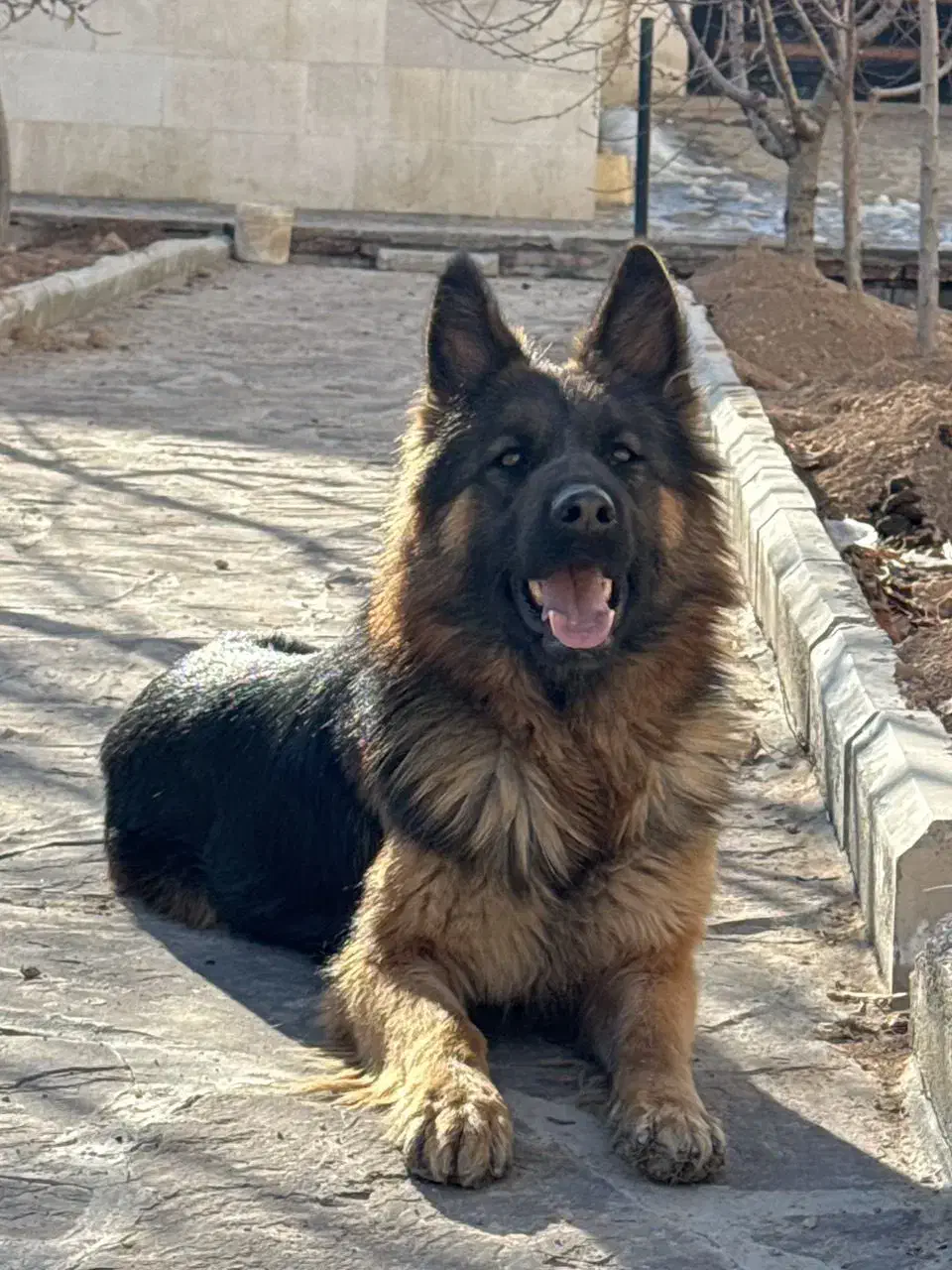 ژرمن شپرد ماده ۲ساله|سگ|صحنه, |دیوار