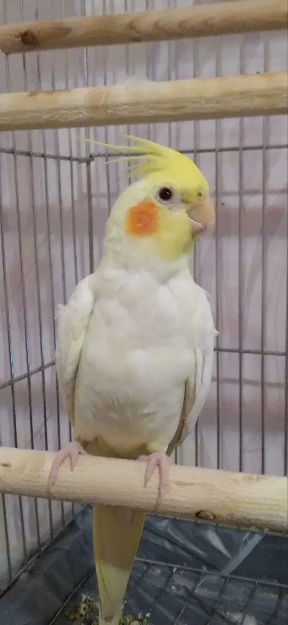 جفت عروس هلندی|پرنده|فردیس, شهرک ناز|دیوار