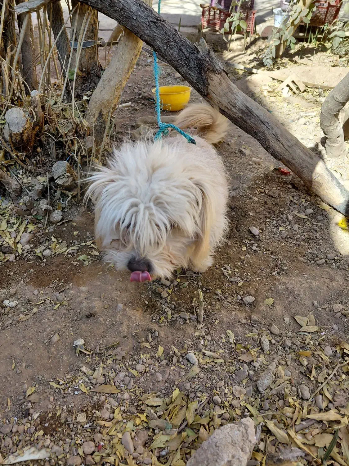 شیتزو .فروشی|سگ|آباده, |دیوار