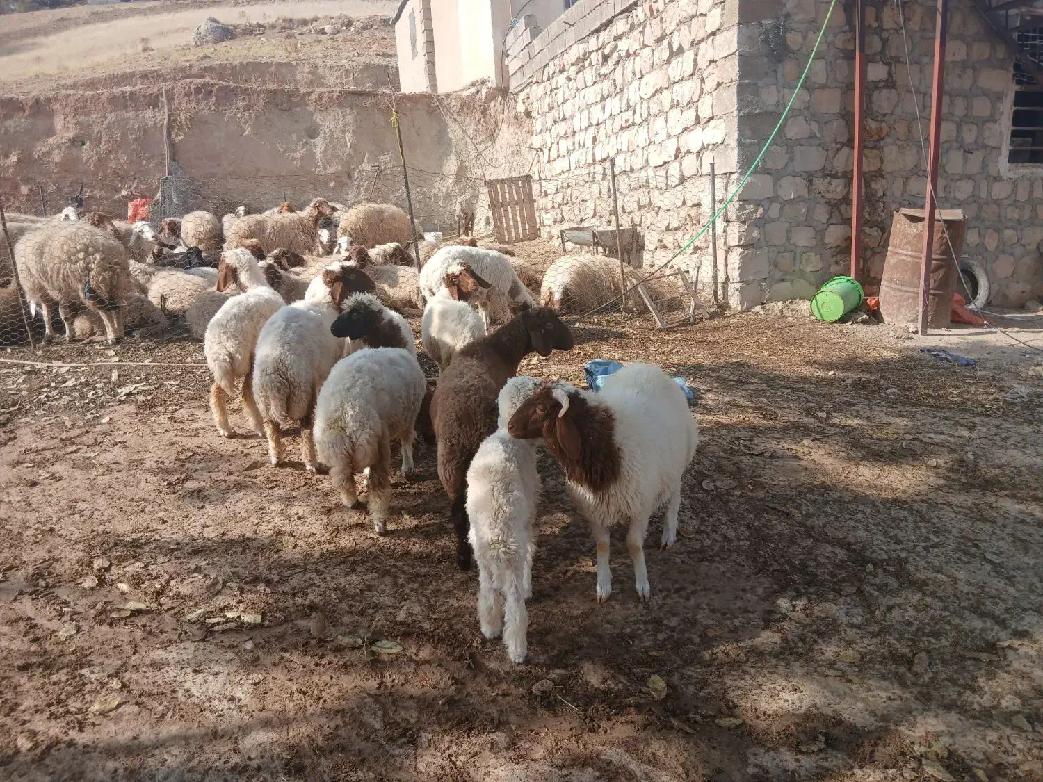 ۱۰عدد بره دویره نمونه|حیوانات مزرعه|کارزان, |دیوار