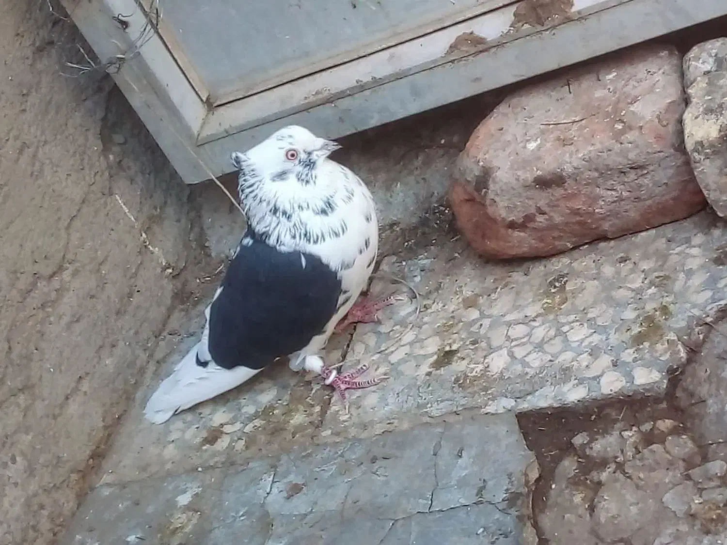 کفتر|حیوانات|آران و بیدگل, |دیوار