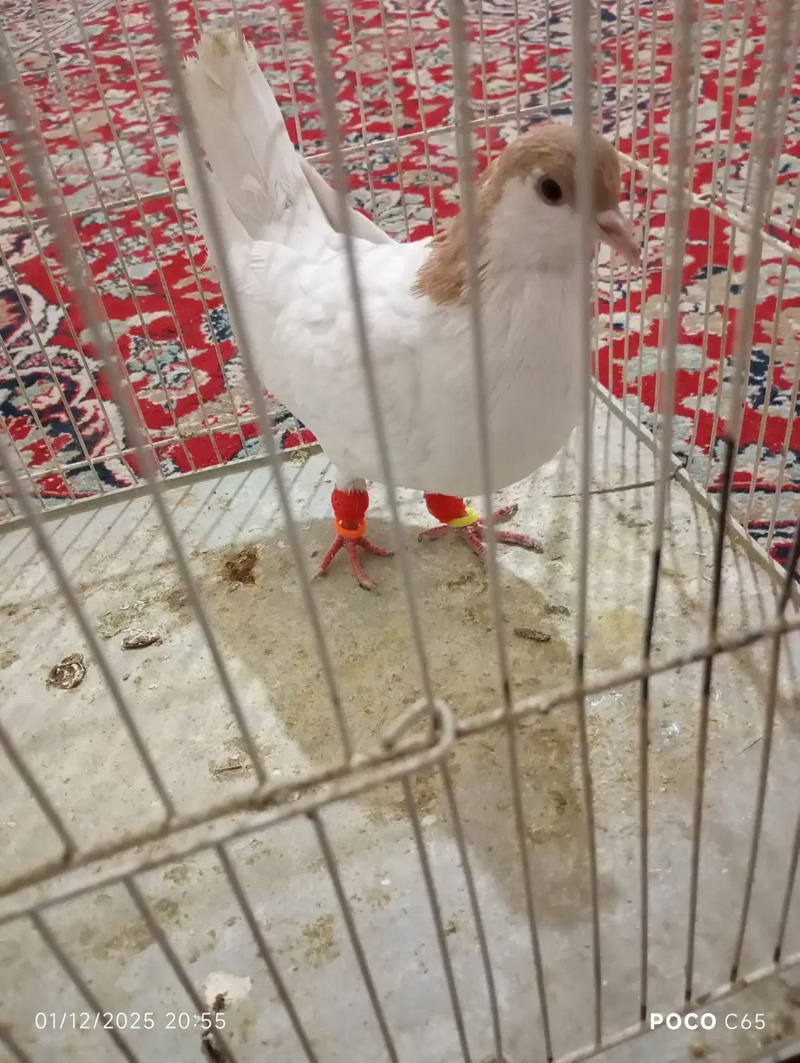 کفتر|پرنده|گلبهار, شهر جدید گلبهار|دیوار