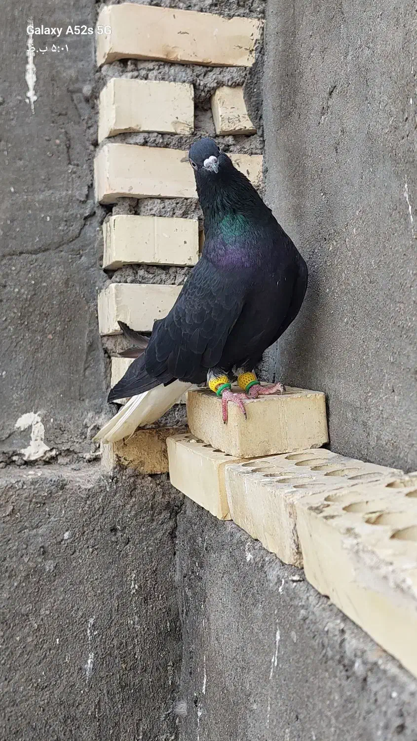 رنگی اشعل|پرنده|شوشتر, |دیوار