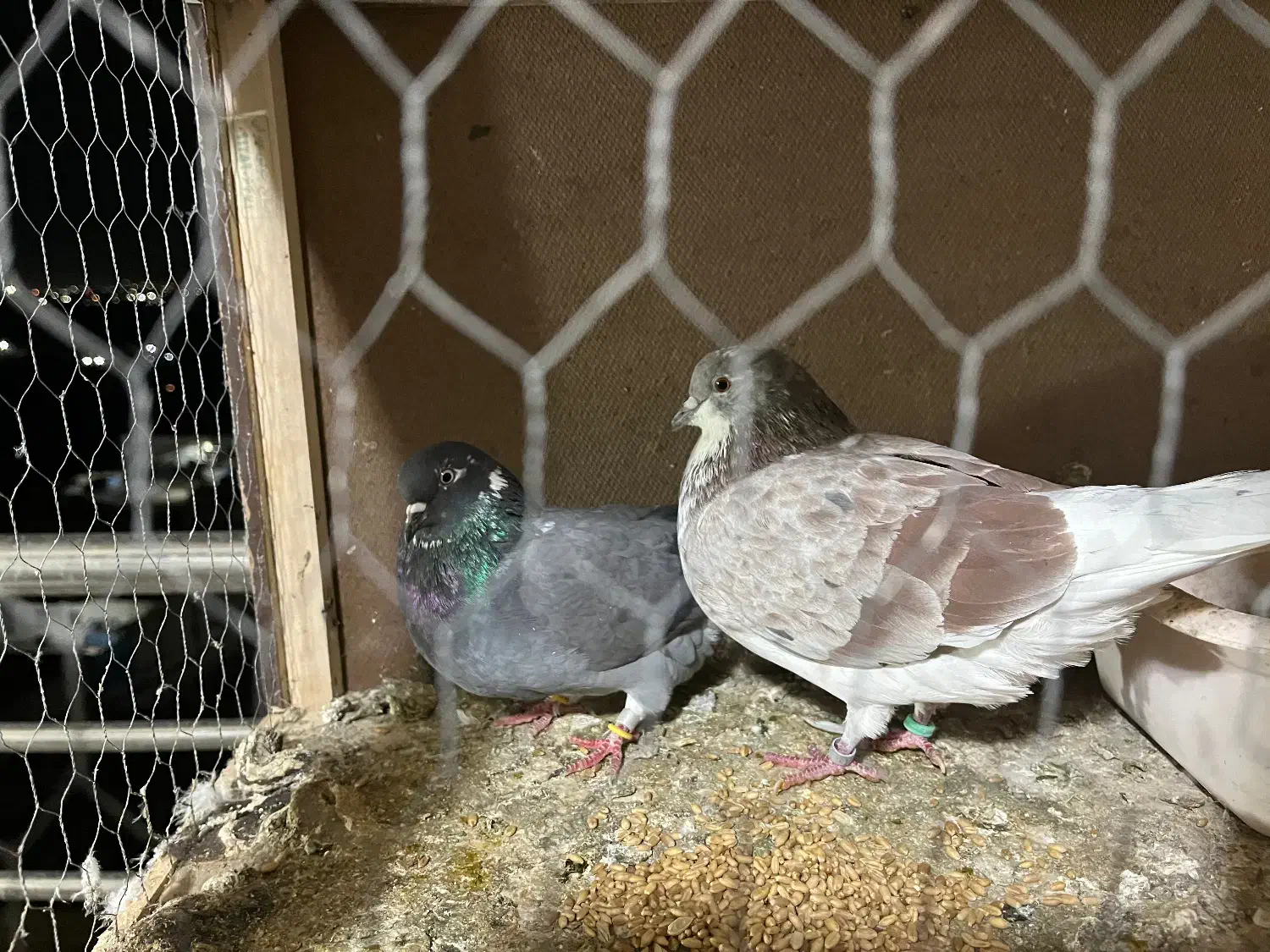 کفتر پرشی|پرنده|کهریزک, |دیوار