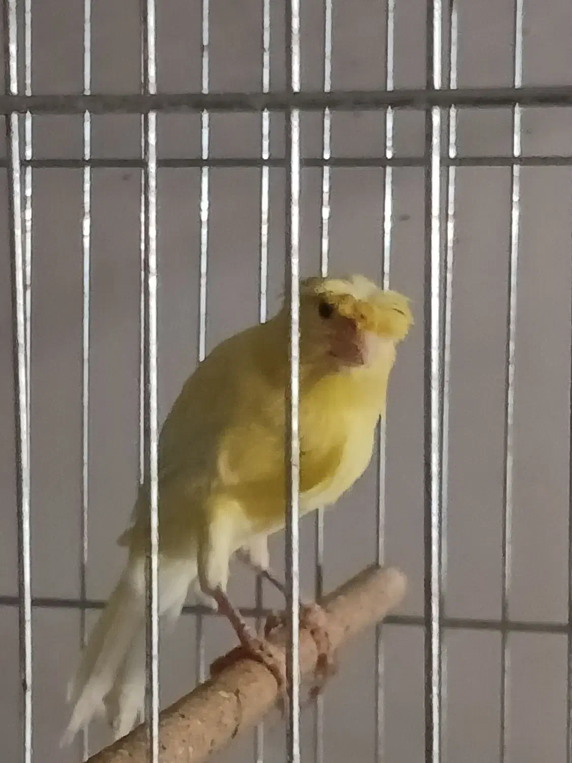 قناری نرتیر باهیکل درشت کاکلی|پرنده|خوی, |دیوار