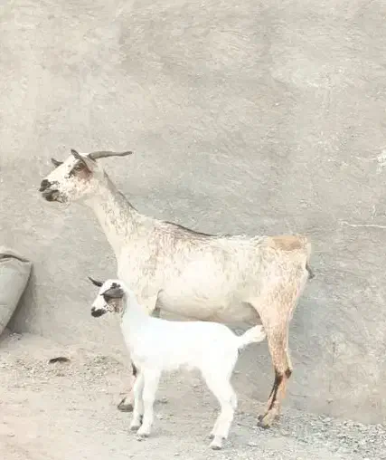 بز صلاله با کهره ماده|حیوانات مزرعه|بندرعباس, |دیوار