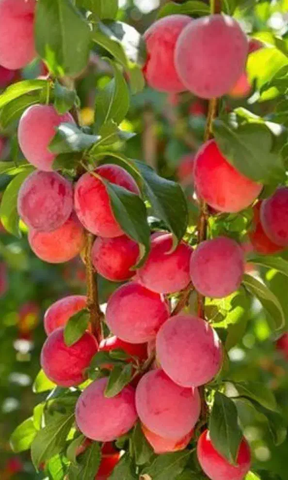 فروش نهال های با اصالت لیبل دار|خدمات باغبانی و درختکاری|اسدآباد, |دیوار