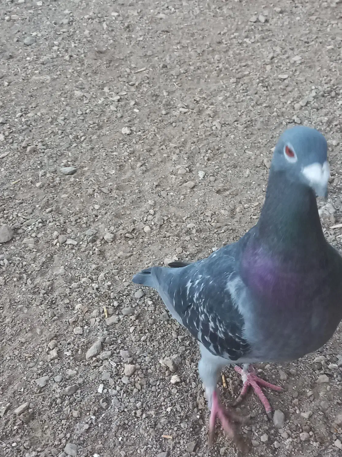 کبوتر پلاکی|پرنده|زنجان, |دیوار